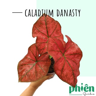 Cây Môn đỏ gân xanh, cây môn lá đỏ, Caladium Danasty