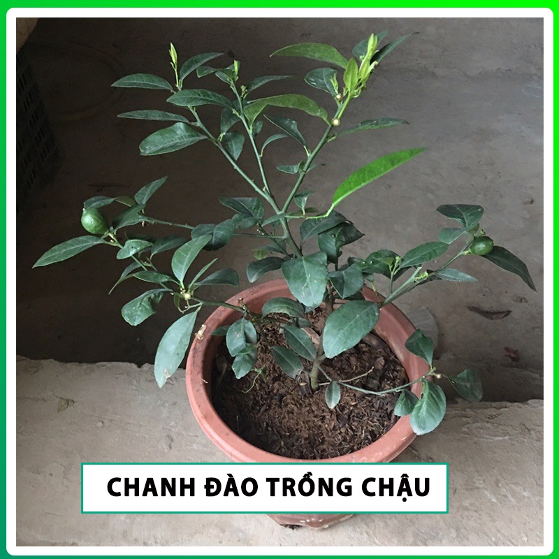 Cây Chanh Đào ruột đỏ ,cây giống Chanh Đào ruột đỏ kèm bầu đất cai từ 30-50cm cho mọng nước to tròn