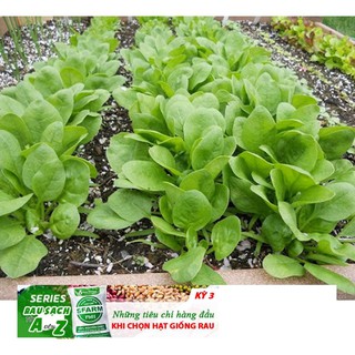 GÓI 100 HẠT GIỐNG CẢI BÓ XÔI 10g Hạt Giống Cải Bó Xôi - Chịu Nhiệt, Dễ Trồng (Spinacia oleracea) Rau Chân Vịt