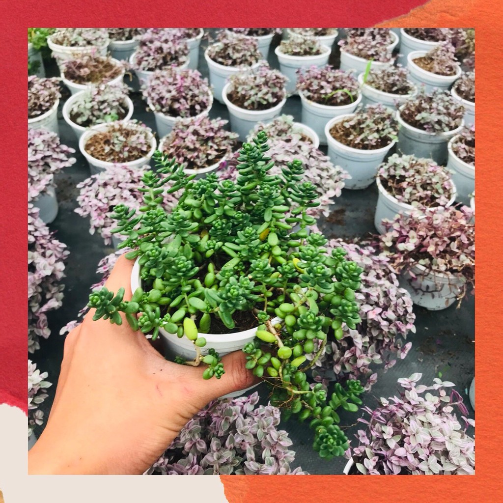 Sen đá sedum kẹo Đà Lạt size trung bình cây cảnh trang trí nhà cửa Toro garden