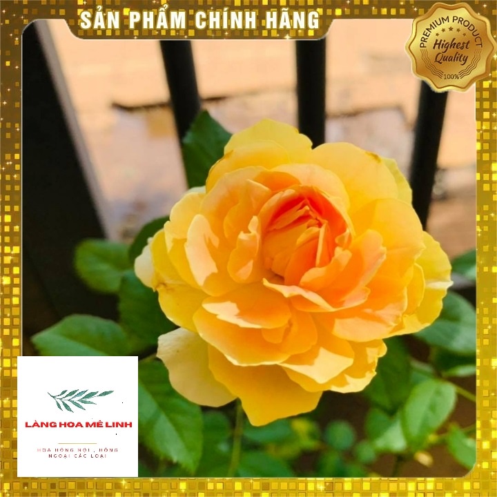 Hoa Hồng Ngoại (Bụi)  Molineux Rose màu Vàng [️ĐẸP NHẤT - SIÊU HOT️] - mùi hương mộc dược - sai hoa - dễ chăm