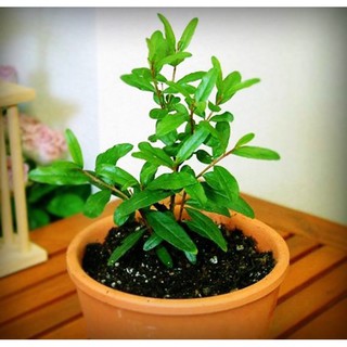 Hạt giống LỰU LÙN BON SAI F1
