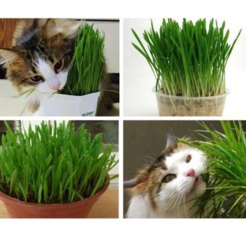 BỘ KIT trồng cỏ mèo từ hạt lúa mạch nguyên chất