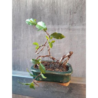 Hồng ngọc mai siêu mini