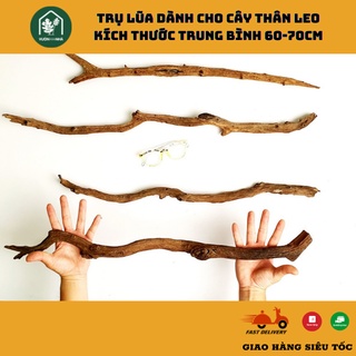 Trụ lũa dành cho cây thân leo cây kiểng lá cây decor