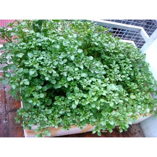 Hạt giống Rau Cải xoong