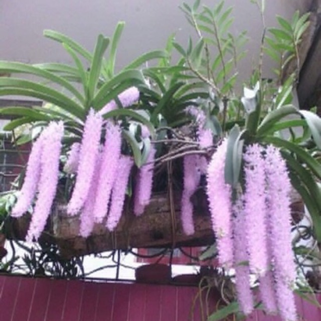 5 cây hoa lan đuôi chồn rừng lai châu,đủ màu xanh đẹp