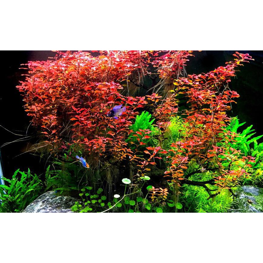 Combo 7 loại cây thủy sinh đẹp cho bể cá