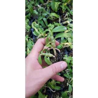 Trầm trắng giống