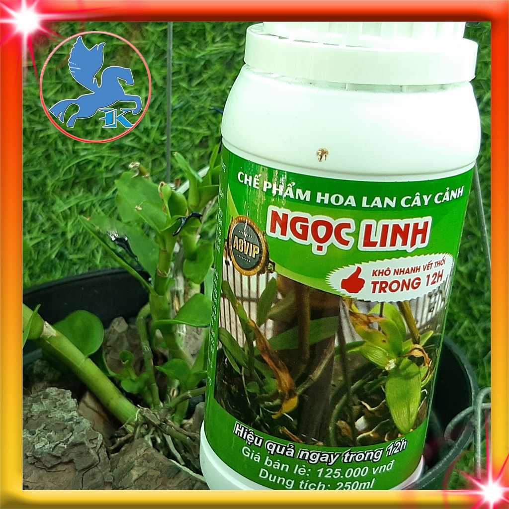 Trị thối nhũn 12h cho Phong Lan | Chế phẩm Ngọc Linh A8 250ml