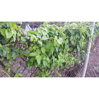 0.5GR - HẠT GIỐNG LÁ GIANG