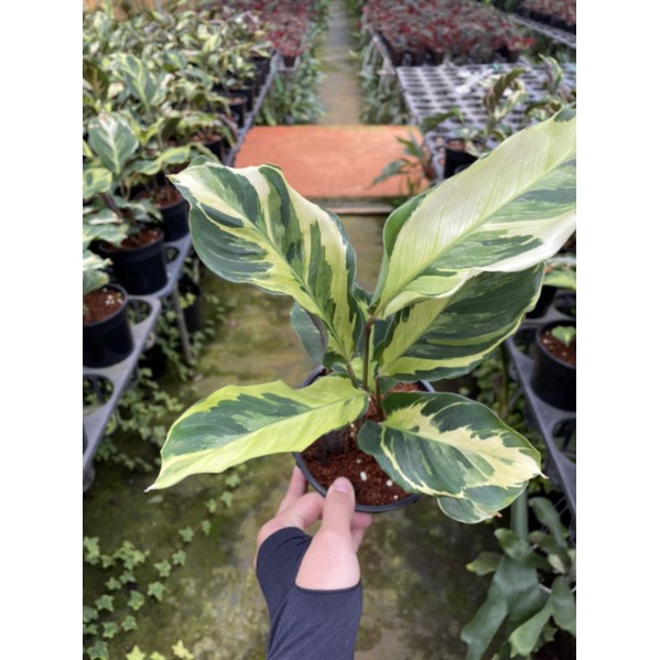 Chậu cứng Calathea Yellow fusion