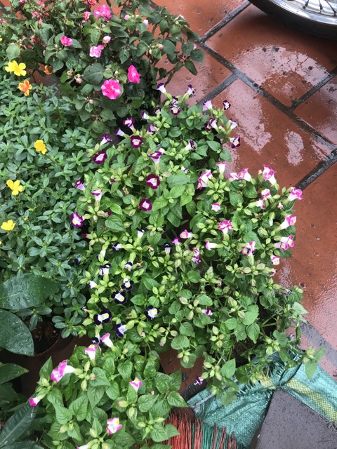 Cây mắt Nai nhiều màu rực rỡ bạn công đón hè