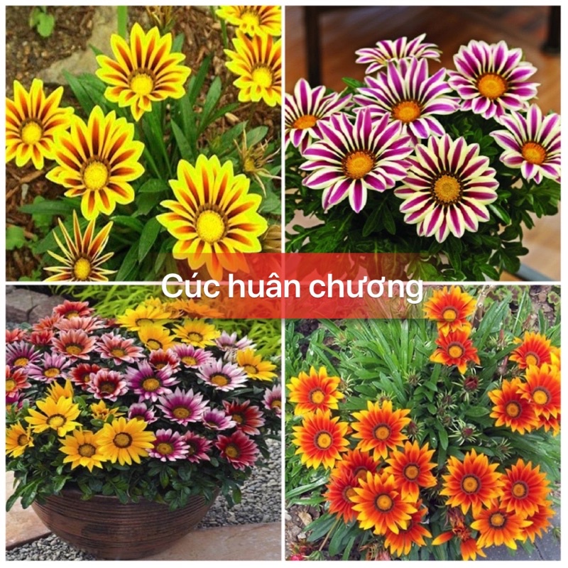 Hạt giống cúc huân chương đủ màu siêu hoa F1