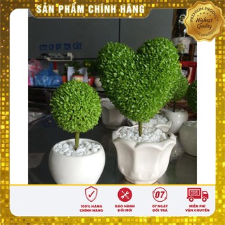 Hạt giống Cỏ May Mắn - 1gr