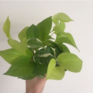 Cành trầu bà xanh vàng