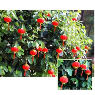 Đèn Lồng Nhung Đỏ Treo Cây Cảnh Tết Rẻ Vô Địch
