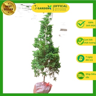 Cây tùng tháp (tùng cối, duyên tùng) cây cao 40-90cm, cây trắc bách diệp cao 40cm