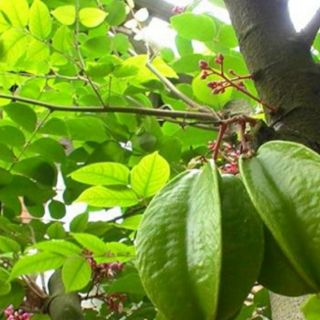 Lá khế chua tươi nhà trồng dùng tắm bé