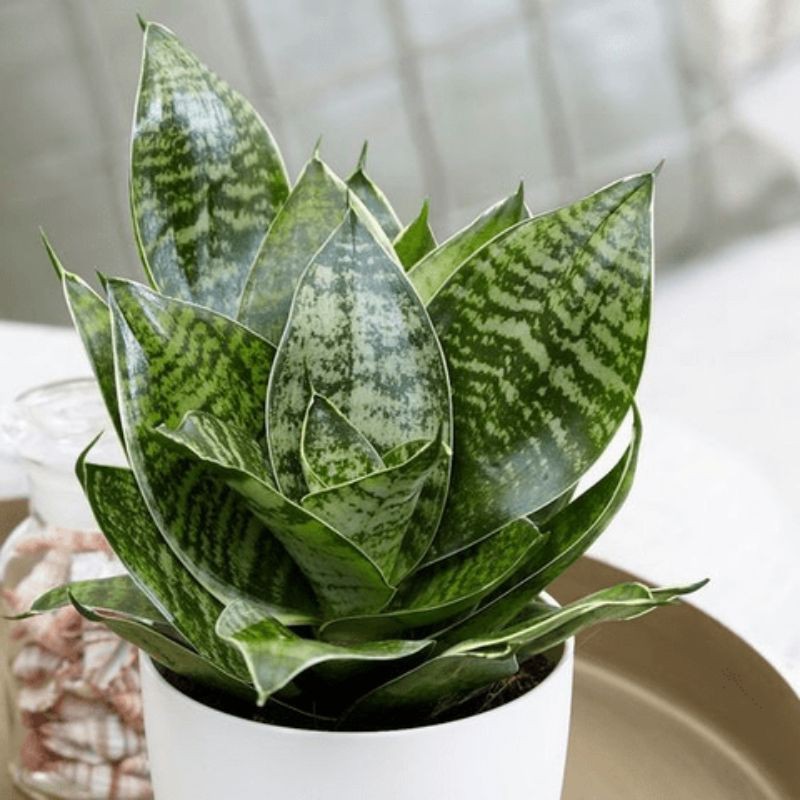 Cây lưỡi mèo