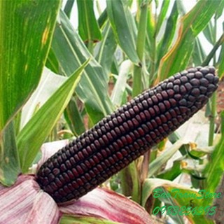 Bán buôn, bán lẻ - Hạt giống ngô nếp tím F1 gói 20 hạt xuất xứ Hà Lan tại thietbinhavuon_chất lượng.