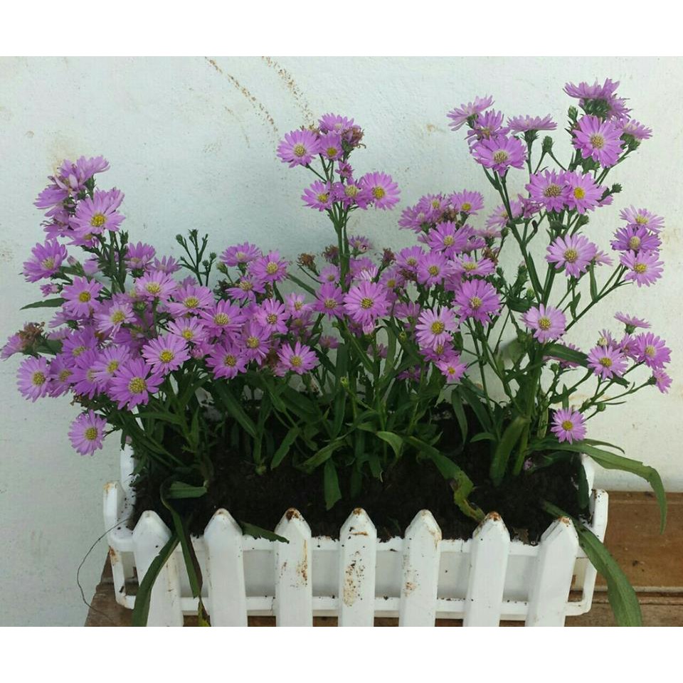 Combo 10 cây giống hoa thạch thảo