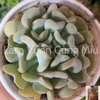 Sen Đá Cúc Trắng 🌼🌼🌼 - Size Bầu - Trung