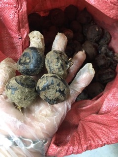 Củ mã thầy