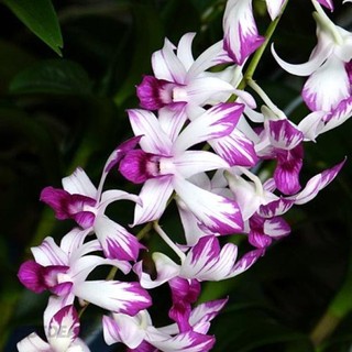 Cây Lan Dendro Nắng Thơm Bà Liễu - Cây to sắp hoa - hàng ra hoa Tết 2020 - giao cây to như hình