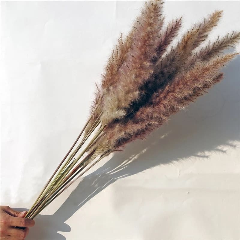 Cành Lau Natural  Cành lau decor trang trí phong cách vintage  Pampas grass