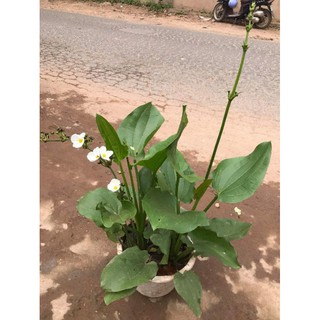 Cây  bách thủy  tiên