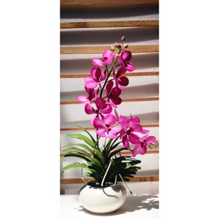 Hoa Lan Vanda hồng đất sét.