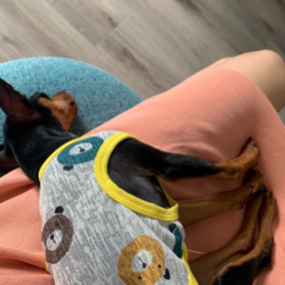 Xs Áo Ba Lỗ Mùa Hè Cho Thú Cưng