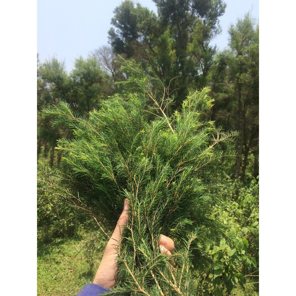 Tinh Dầu Treo Xe Tràm Gió Thiên Nhiên SeeMe 10ml Nguyên chất, Chuẩn Hữu Cơ – Cajeput Essential Oil