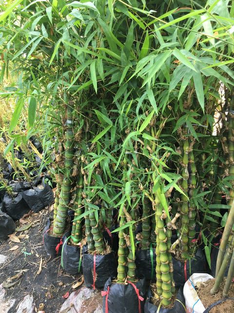 Cây trúc phật bà