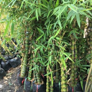 Cây trúc phật bà