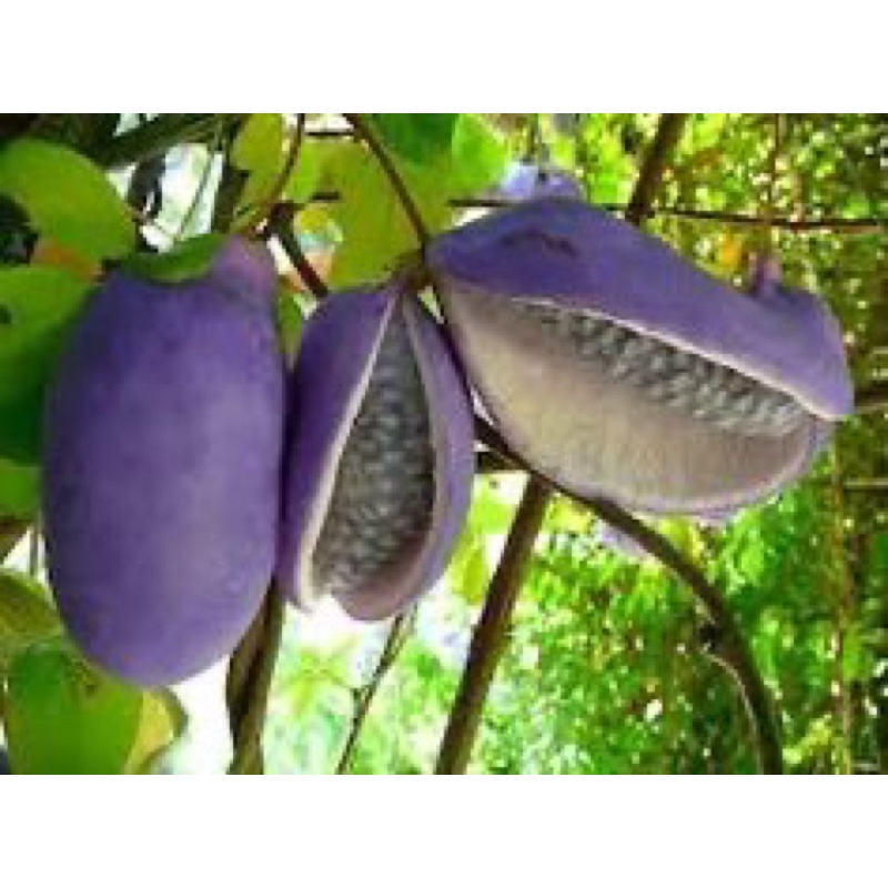 hạt giống nho Akebi ( Chanh Ngón tay rừng ) tỷ lệ nảy mầm cao