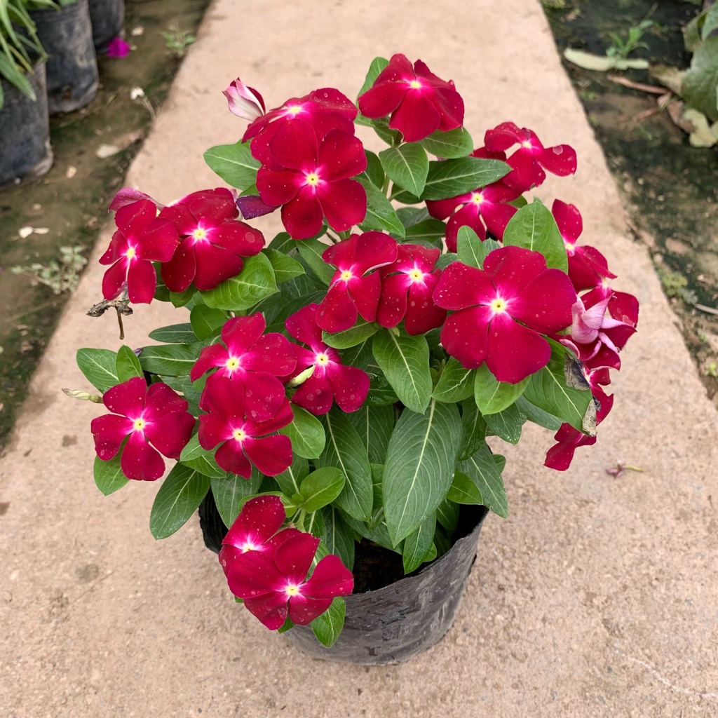 Cây hoa dừa cạn đứng nhiều màu rực rỡ cao 15cm, cây hoa cảnh nở rộ quanh năm, trồng trang trí sân vườn và ban công