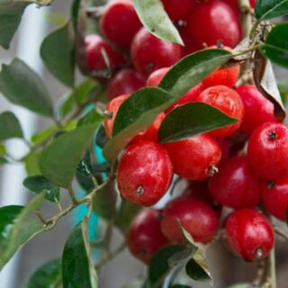 Cây nhót ngọt mỹ cao sản.