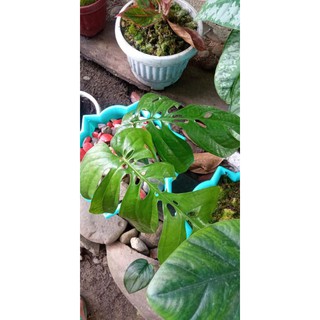 Linh Kiện Điện Tử Monstera Amidrium