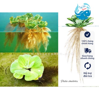 Cây thuỷ sinh bèo cái