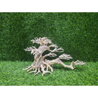 Lũa Bonsai nghiêng số 2 cấy rêu.( N25-C15)