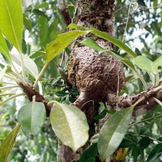 Bí kỳ nam - Tổ kiến