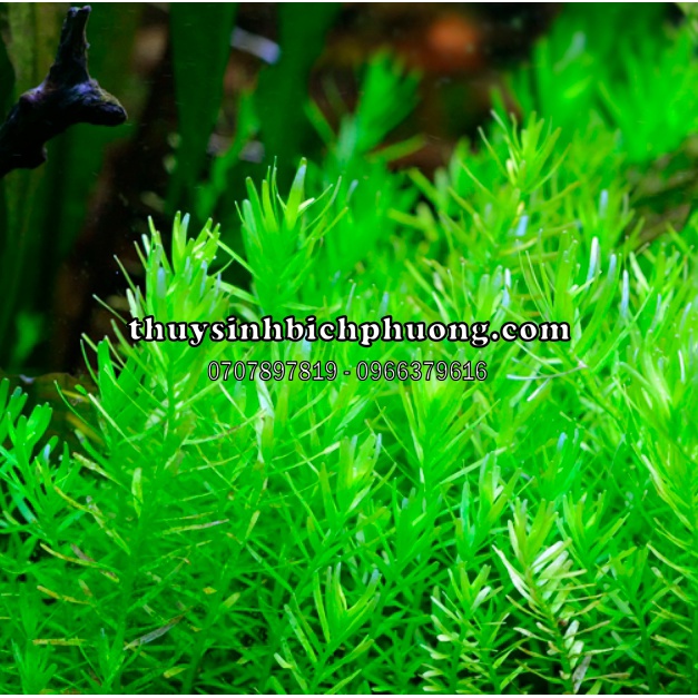 ROTALA XANH BÒ - VẨY ỐC XANH BÒ - ME XANH - CÂY THUỶ SINH