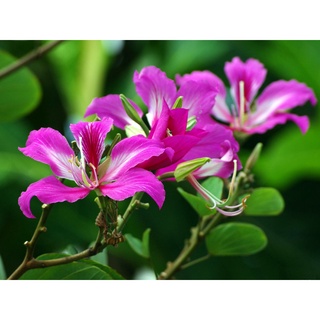 Hạt giống móng bò (ban tím)