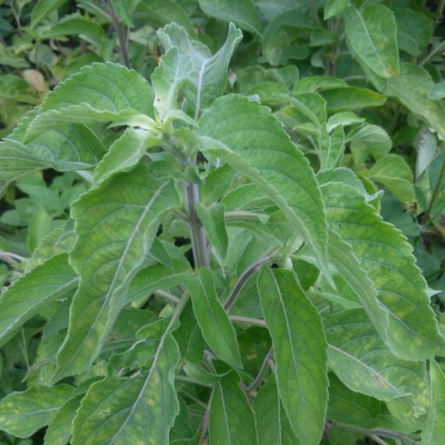 Cây hương nhu giống
