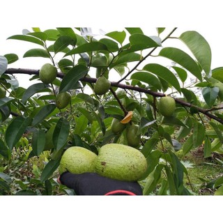 Hạt cây Bình bát làm giống