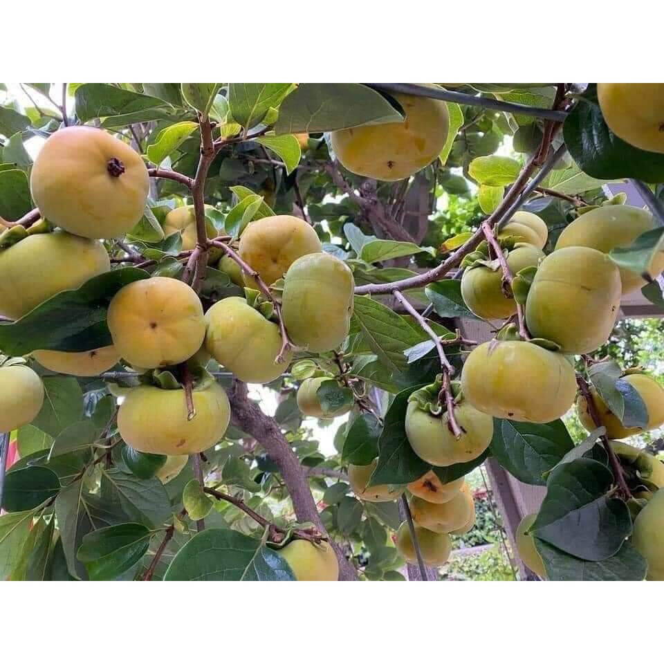 GIỐNG CÂY HỒNG GIÒN