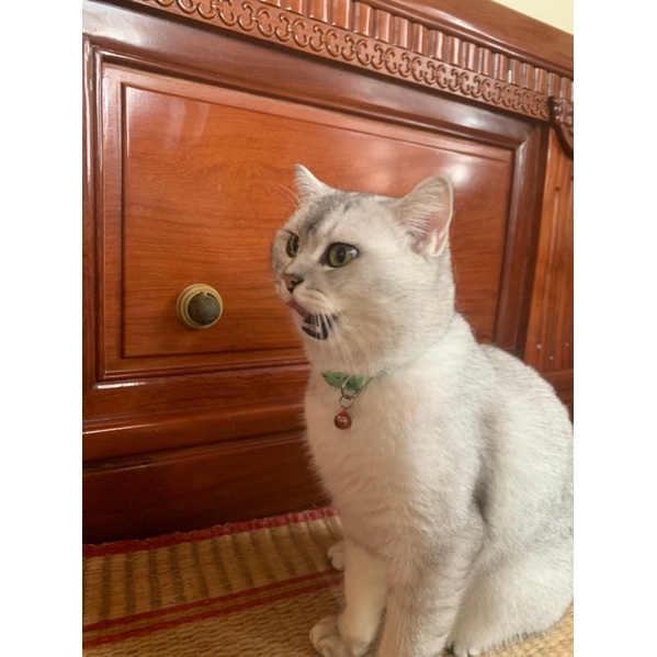 Cỏ moè moe toé hot tiktok treo tường mê li cá rô phi