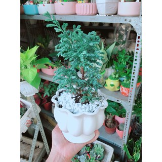 Tùng Tuyế Ha Tùng Bạc Chậu Sứ